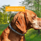 Floh- und Zeckenschutz Halsband für Hunde und Katze