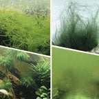 🎉Mehr kaufen und mehr sparen💥 Algen- & Moosentferner für das Aquarium - Sichere Wasseraufbereitung