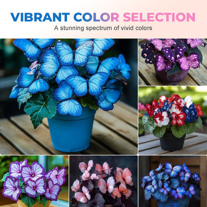 ✨Schmetterlingsblumensamen – einzigartige Formen und ein Meer aus bunten Blüten! ✨