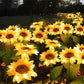 🌻 ☀️ Wasserdichte Solar-Sonnenblumenlichter – Realistische Blütenblätter, IP65 Wetterfest & 8-12h Automatisches Leuchten ✨