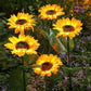🌻 ☀️ Wasserdichte Solar-Sonnenblumenlichter – Realistische Blütenblätter, IP65 Wetterfest & 8-12h Automatisches Leuchten ✨