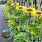 🌻 ☀️ Wasserdichte Solar-Sonnenblumenlichter – Realistische Blütenblätter, IP65 Wetterfest & 8-12h Automatisches Leuchten ✨
